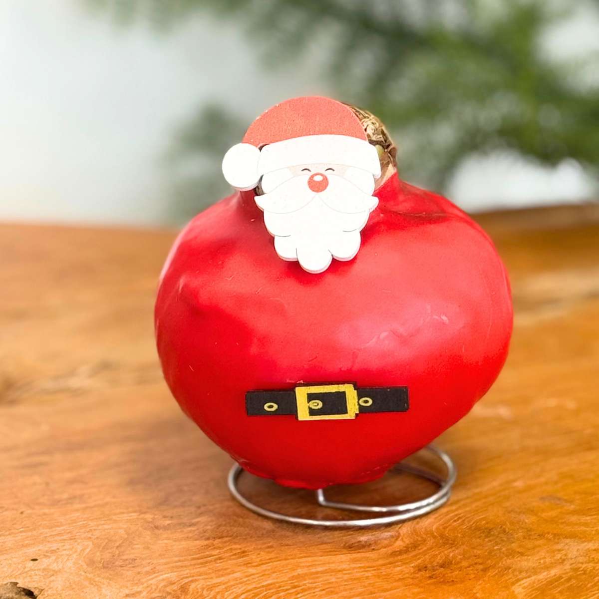 Amaryllis - Lot de 2 - Hippeastrum 'Spécial Cire Mix'