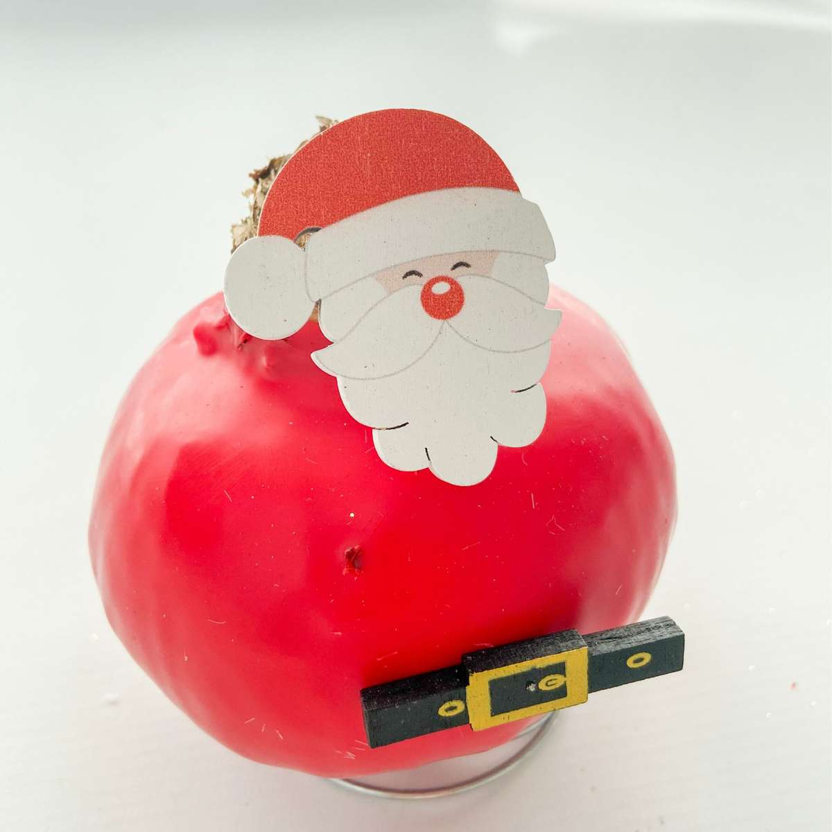 Amaryllis - Hippeastrum 'Spécial Cire Père Noël'