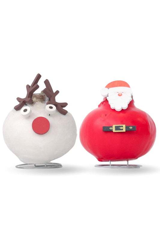 Amaryllis - Lot de 2 - Hippeastrum 'Spécial Cire Mix'