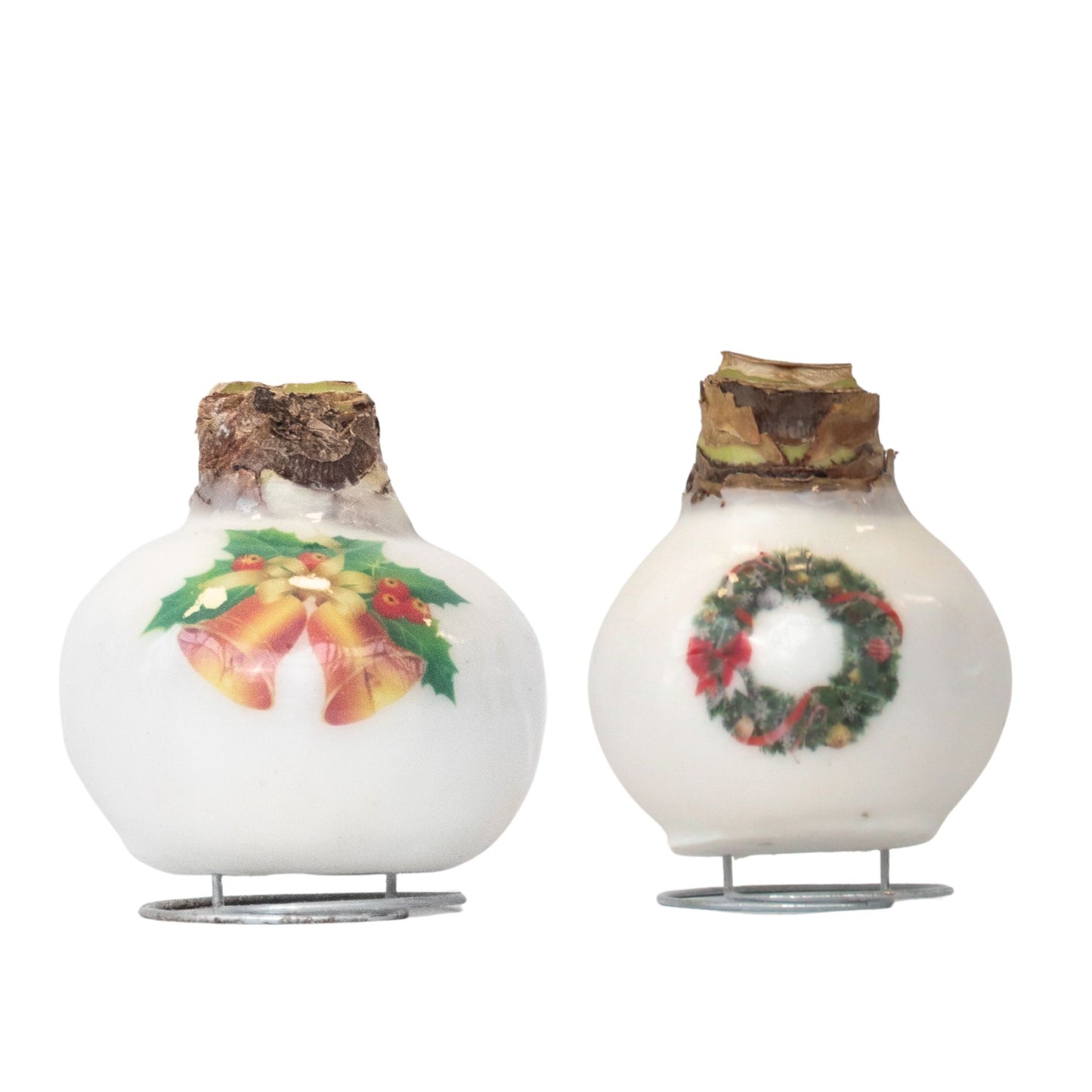 Amaryllis - Lot de 2 - Hippeastrum 'Mélange Cire de Porcelaine'