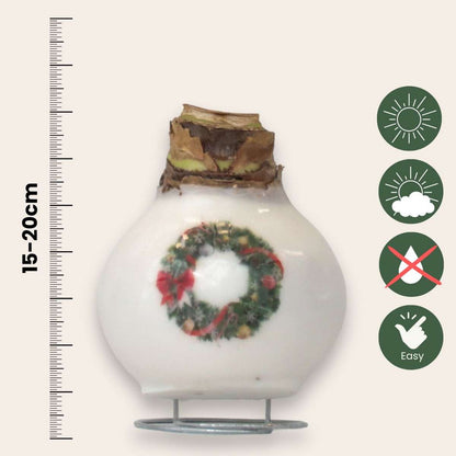 Amaryllis - Hippeastrum 'Couronne en Cire de Porcelaine'