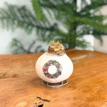 Amaryllis - Hippeastrum 'Couronne en Cire de Porcelaine'