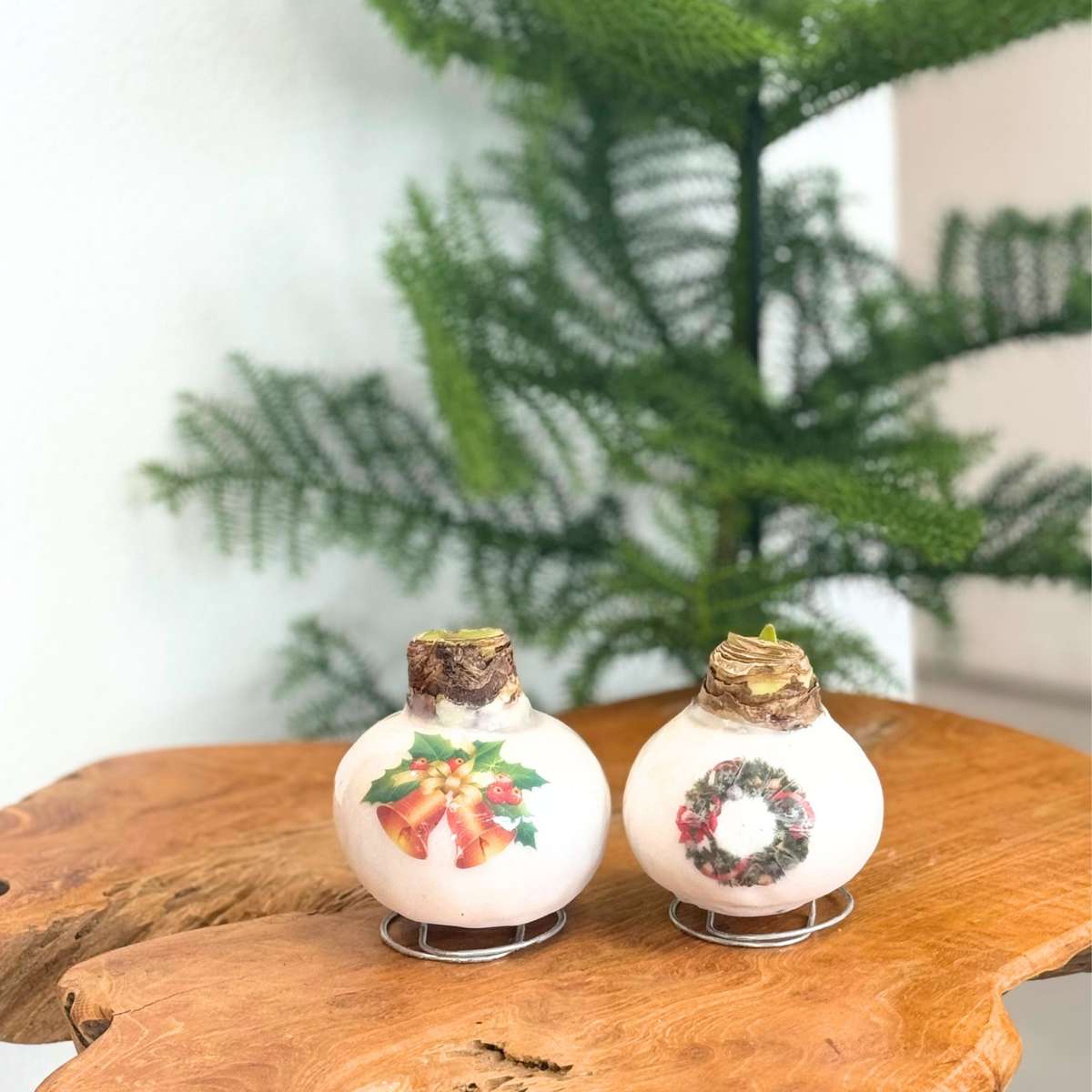 Amaryllis - Hippeastrum 'Couronne en Cire de Porcelaine'