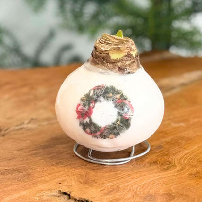 Amaryllis - Hippeastrum 'Couronne en Cire de Porcelaine'