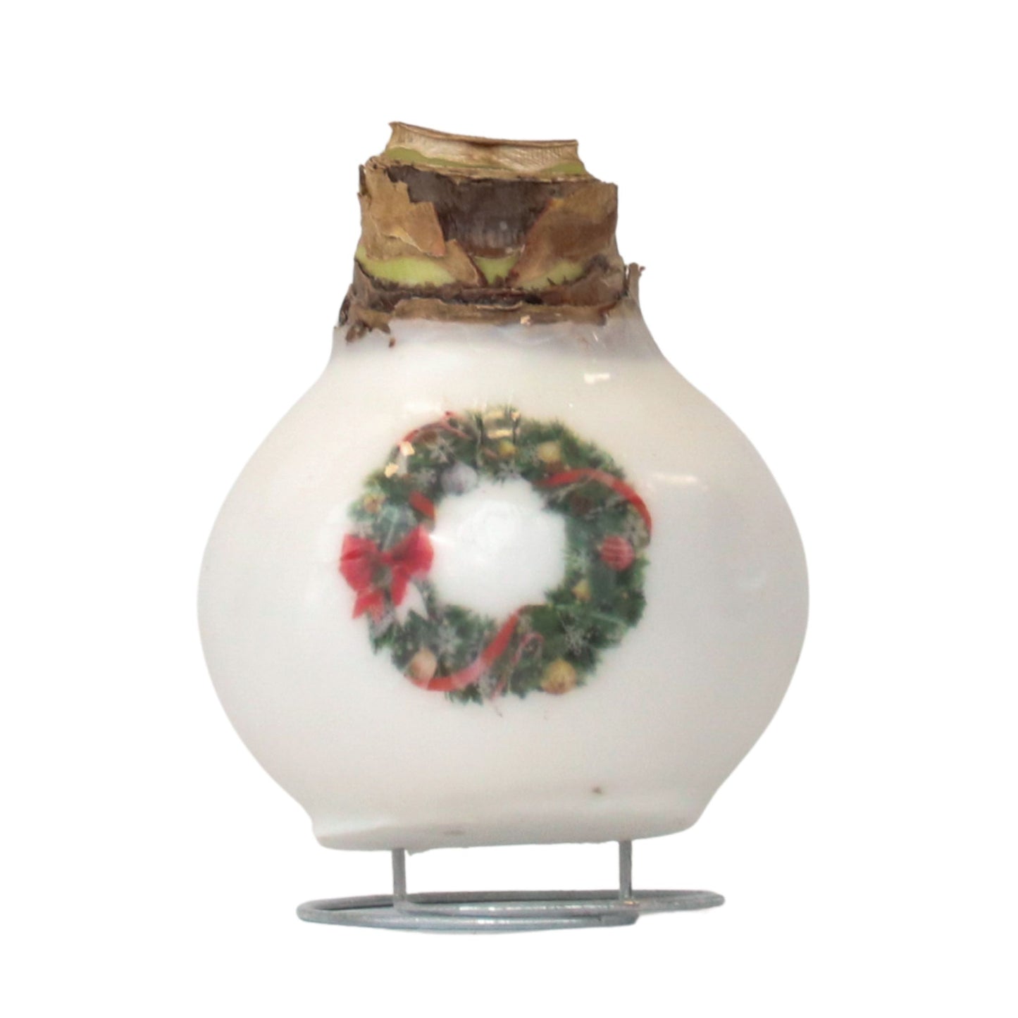 Amaryllis - Hippeastrum 'Couronne en Cire de Porcelaine'