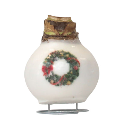 Amaryllis - Hippeastrum 'Couronne en Cire de Porcelaine'