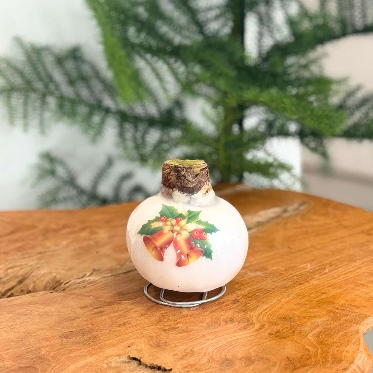 Amaryllis - Hippeastrum 'Clochettes en Cire de Porcelaine'