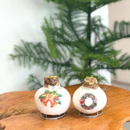 Amaryllis - Hippeastrum 'Clochettes en Cire de Porcelaine'