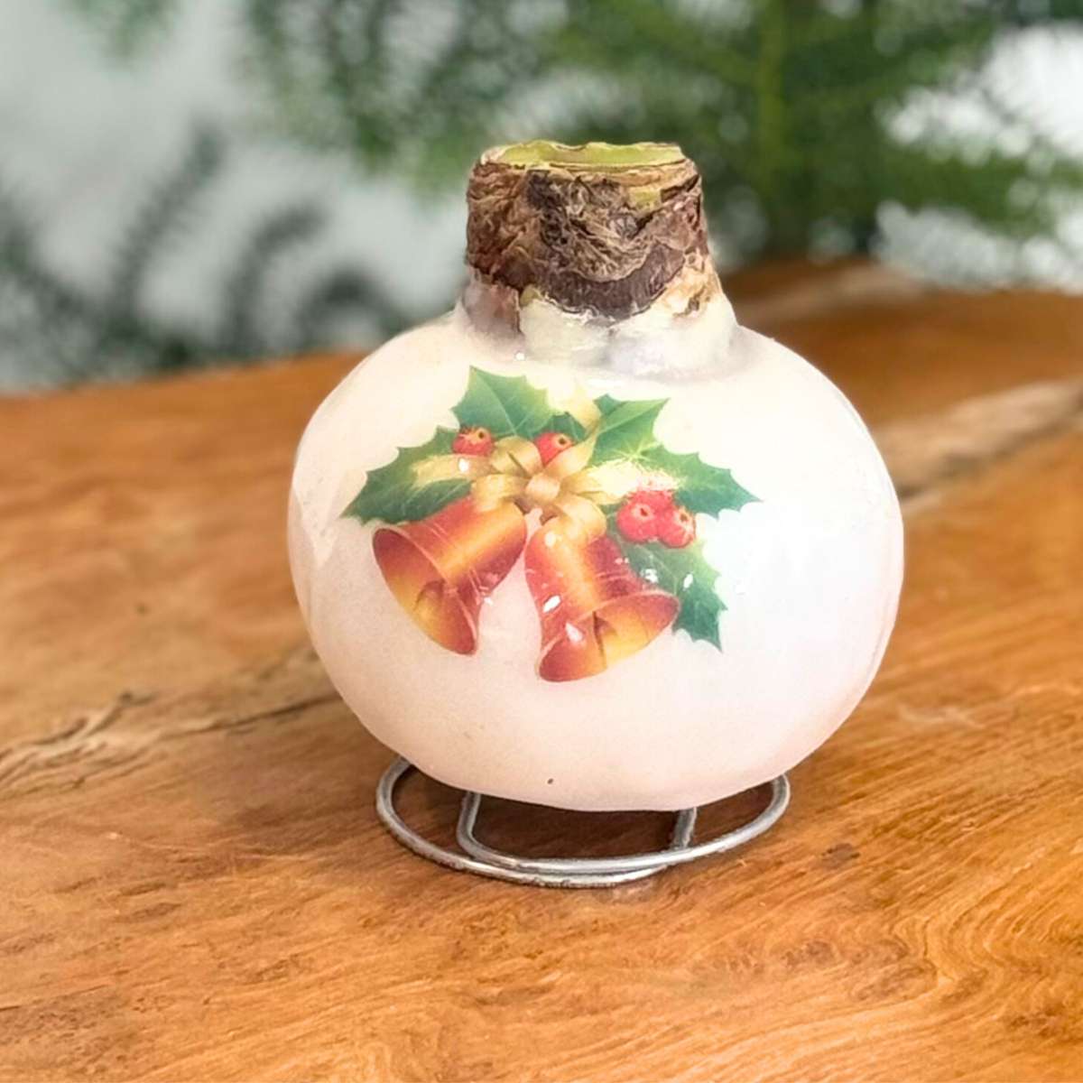 Amaryllis - Hippeastrum 'Clochettes en Cire de Porcelaine'