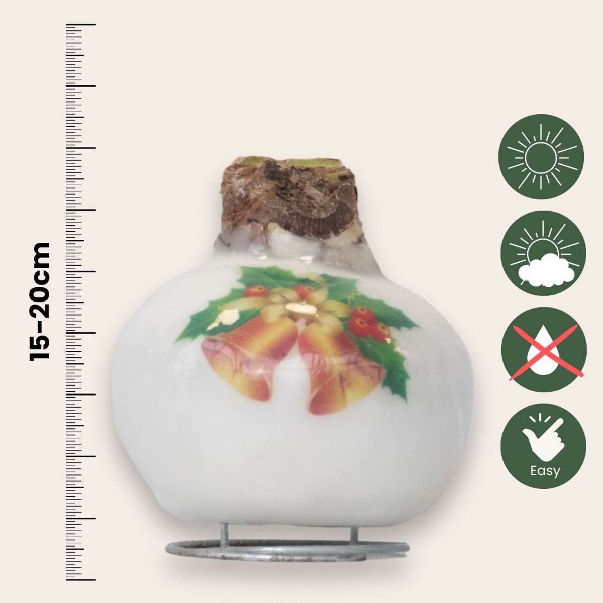 Amaryllis - Hippeastrum 'Clochettes en Cire de Porcelaine'