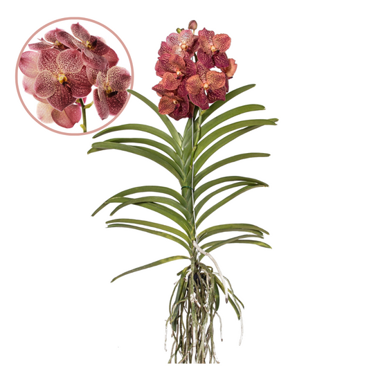 Vanda Orchid - Vanda 'Leopard Coral' - Height 80-90cm