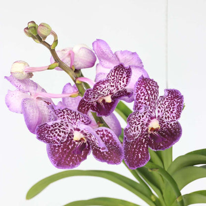 Vanda Orchid - Vanda 'Lilac Beauty' - Height 85-95cm