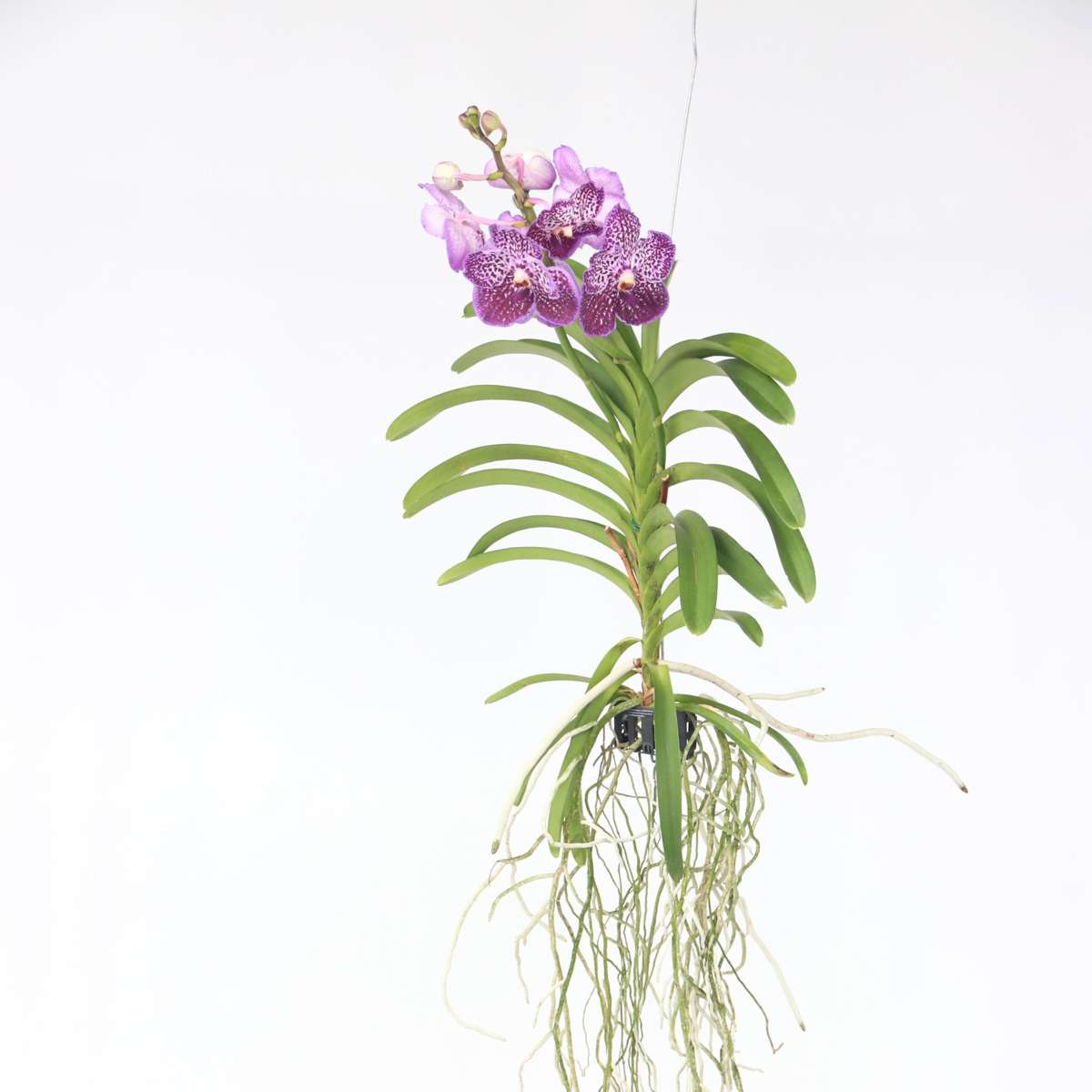 Vanda Orchid - Vanda 'Lilac Beauty' - Height 85-95cm