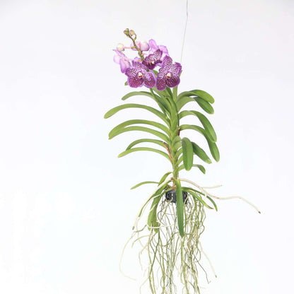 Vanda Orchid - Vanda 'Lilac Beauty' - Height 85-95cm