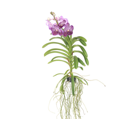 Vanda Orchid - Vanda 'Lilac Beauty' - Height 85-95cm