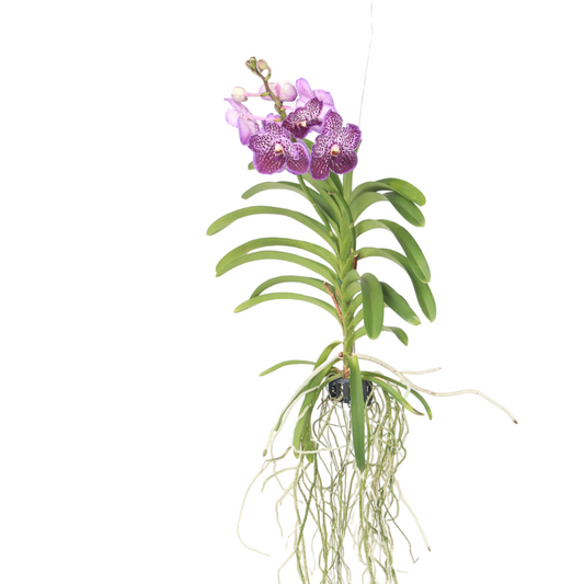 Vanda Orchid - Vanda 'Lilac Beauty' - Height 85-95cm