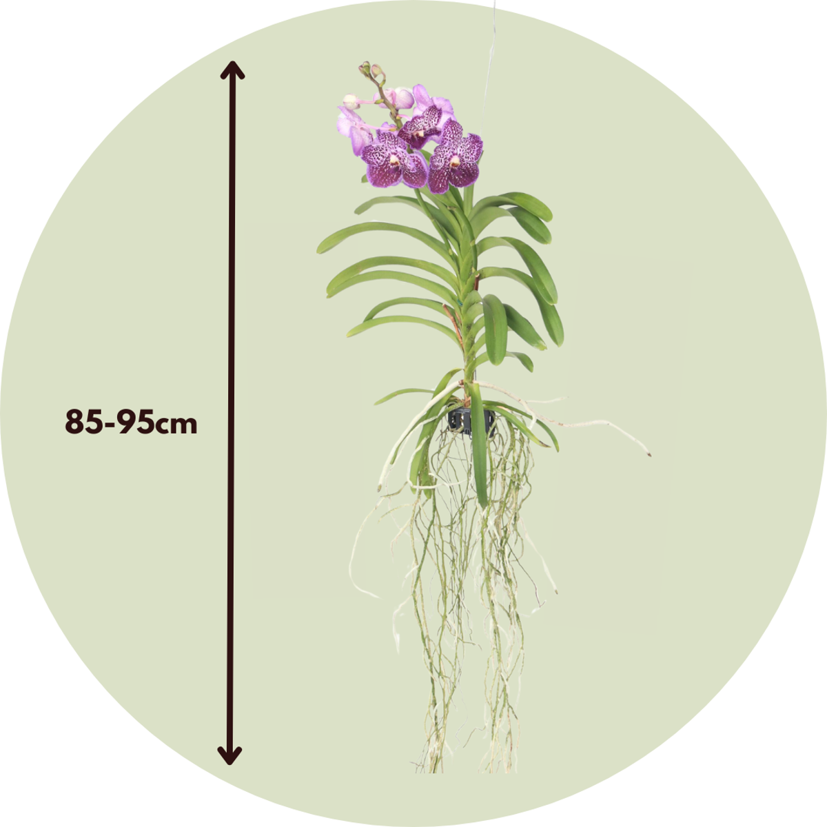 Vanda Orchid - Vanda 'Lilac Beauty' - Height 85-95cm