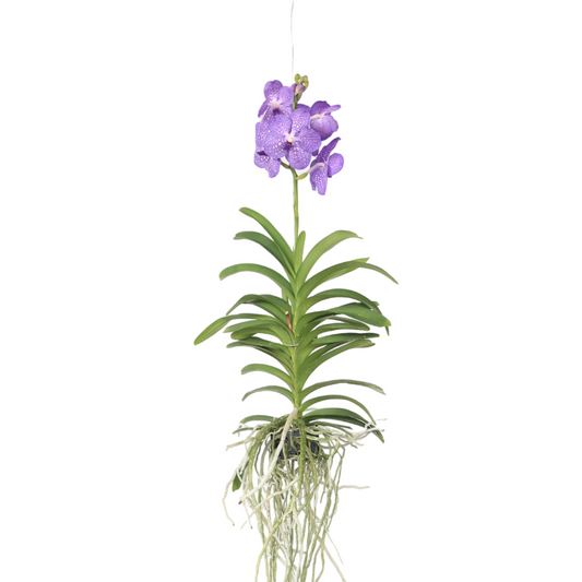 Vanda Orchid - Vanda 'Blue' - Height 55-65cm