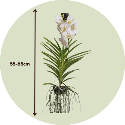 Vanda Orchid - Vanda 'White' - Height 55-65cm