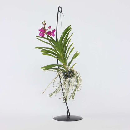 Vanda Orchid - Vanda 'Pink' - Height 45-55cm
