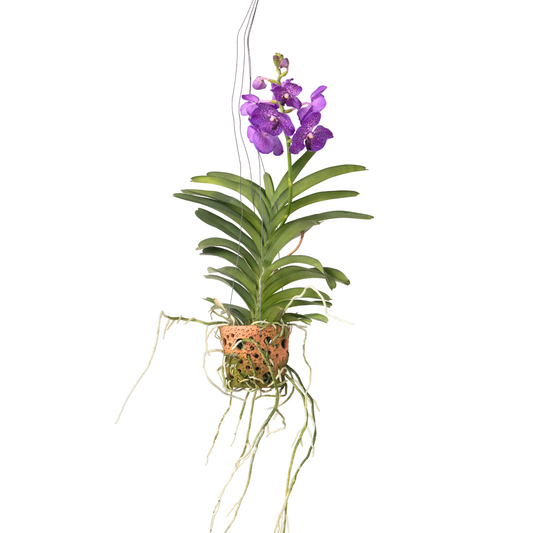 Vanda Orchid - Vanda 'Blue' - Height 45-55cm - ⌀12cm