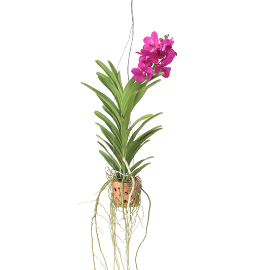 Vanda Orchid - Vanda 'Pink' - Height 45-55cm - ⌀12cm