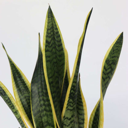 Langue de belle-mère - Sansevieria trifasciata Laurentii - H60-70cm - ⌀17cm