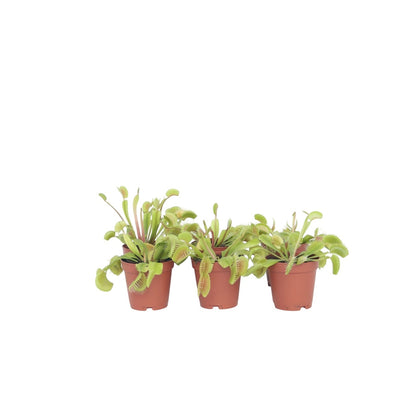 Venus flytrap - 6 pcs. - Dionaea muscipula - Height 5-15cm - ⌀5,5cm