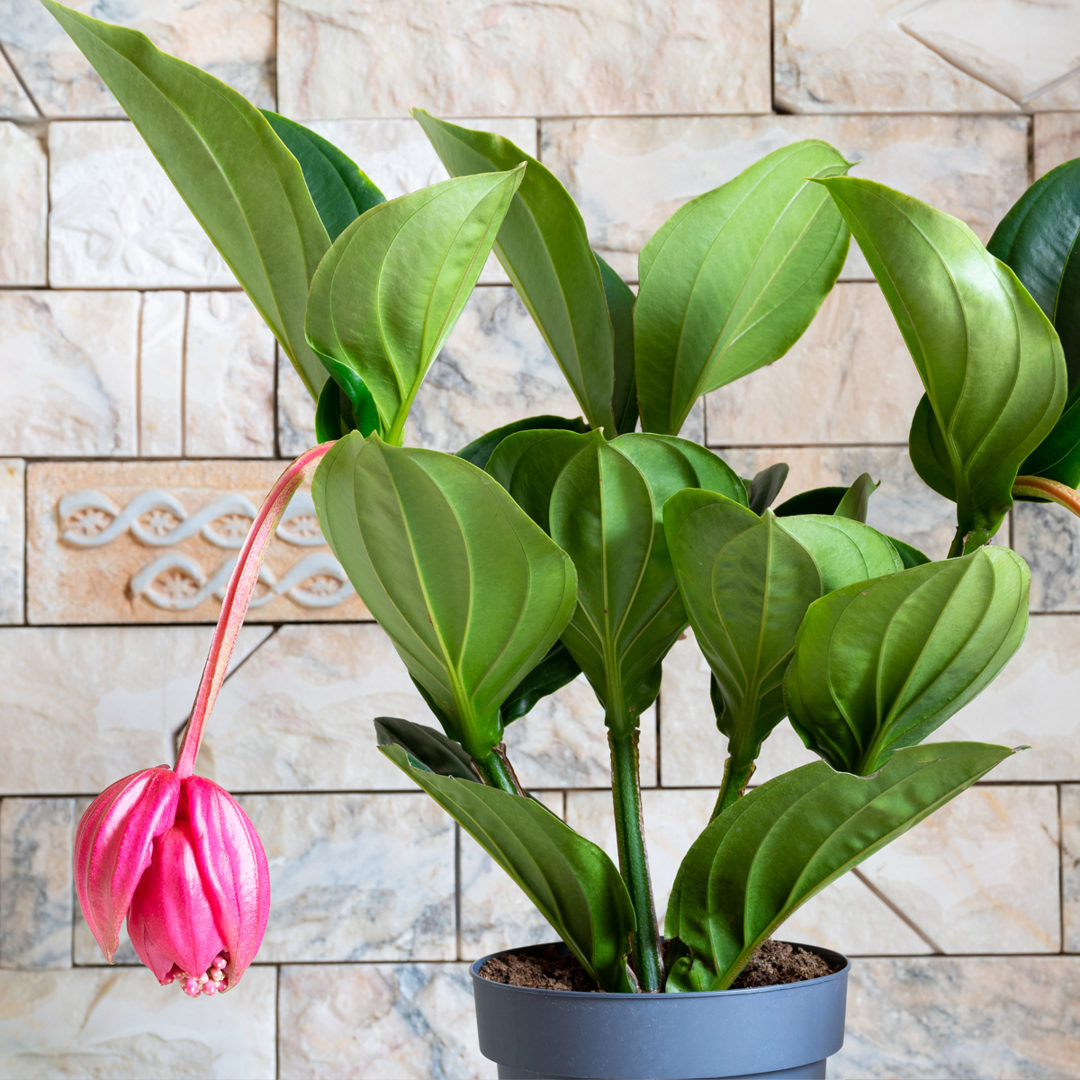 Rose grape - Medinilla magnifica - Height 40-50cm - ⌀14cm