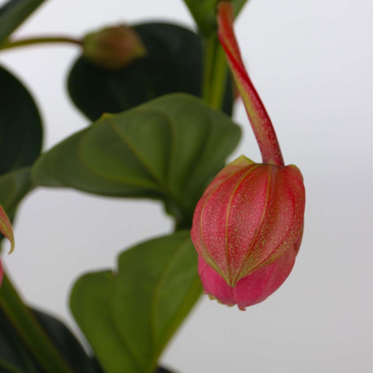 Rose grape - Medinilla magnifica - Height 40-50cm - ⌀14cm