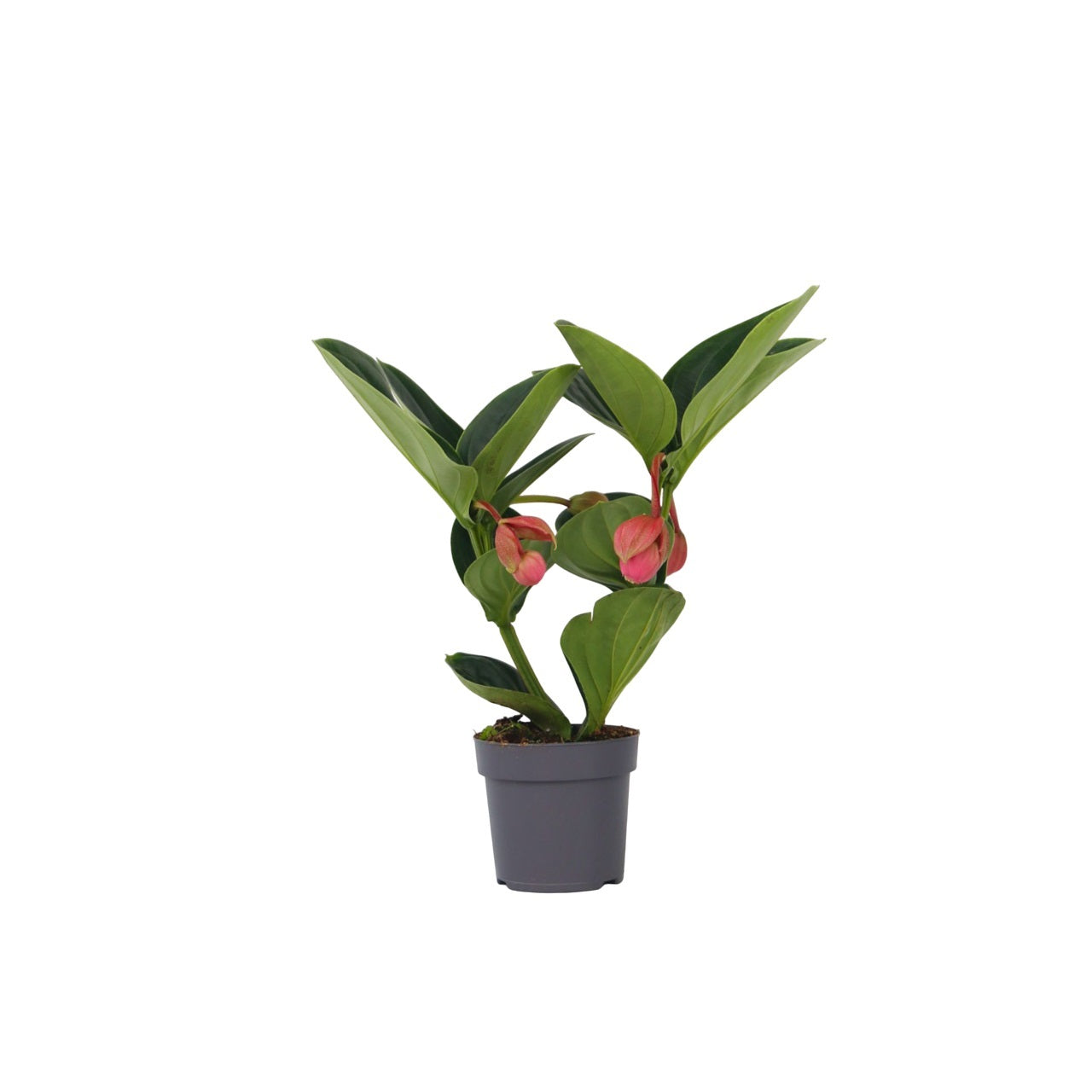 Rose grape - Medinilla magnifica - Height 40-50cm - ⌀14cm
