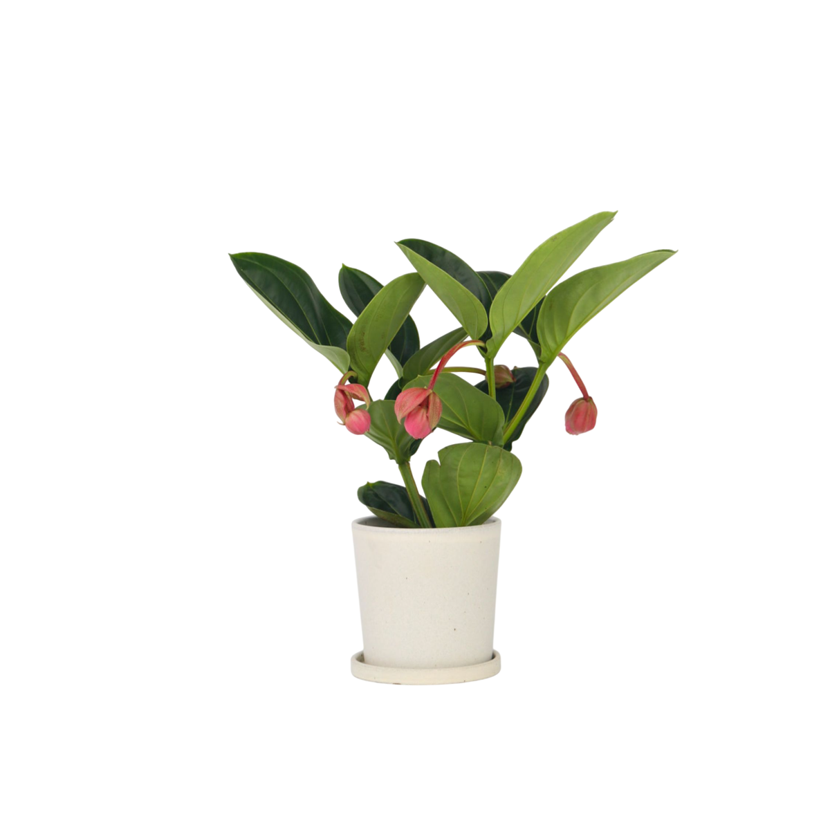 Rose grape - Medinilla magnifica - Height 40-50cm - ⌀14cm