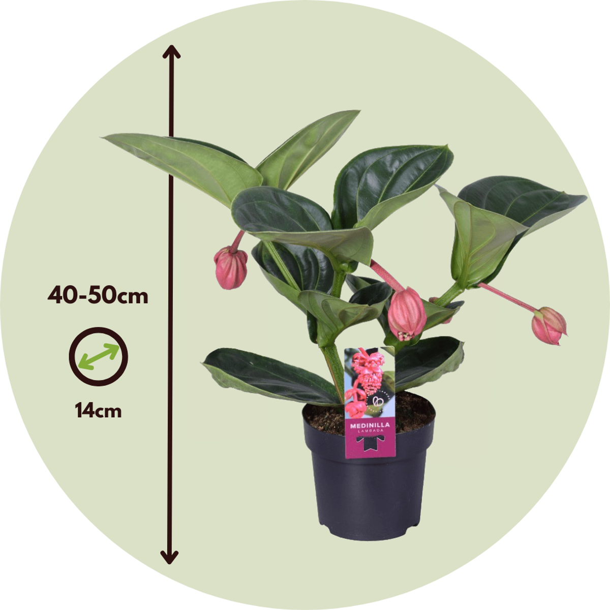 Rose grape - Medinilla magnifica - Height 40-50cm - ⌀14cm