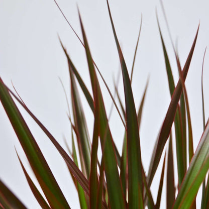 Dragonnier - Dracaena marginata 'Magenta' - Hauteur 110-130cm - ⌀24cm