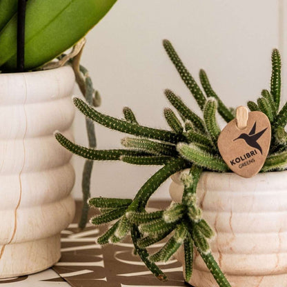 Coffret cadeau orchidée 'Marble S' - Phalaenopsis - Hauteur 30cm