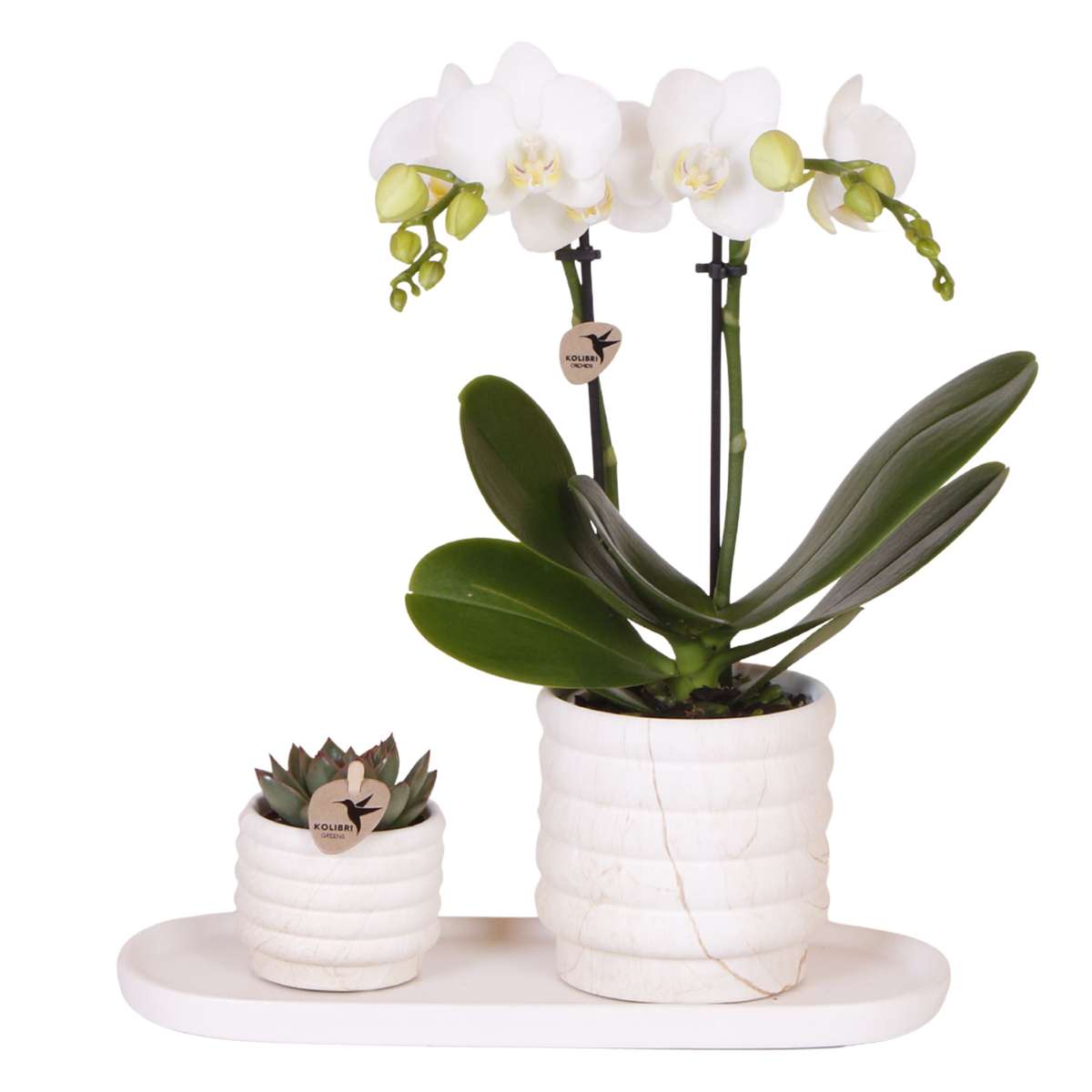 Coffret cadeau orchidée 'Marble S' - Phalaenopsis - Hauteur 30cm