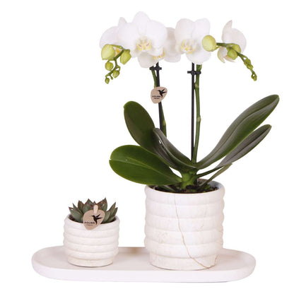 Coffret cadeau orchidée 'Marble S' - Phalaenopsis - Hauteur 30cm