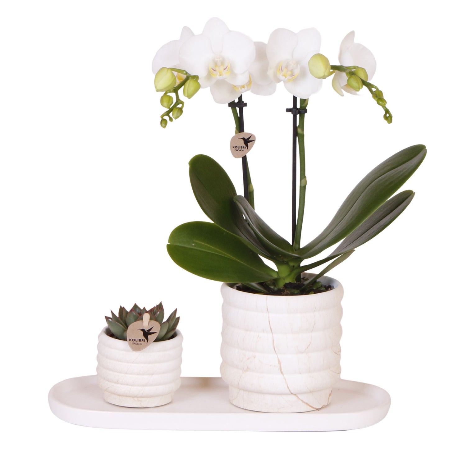 Coffret cadeau orchidée 'Marble S' - Phalaenopsis - Hauteur 30cm