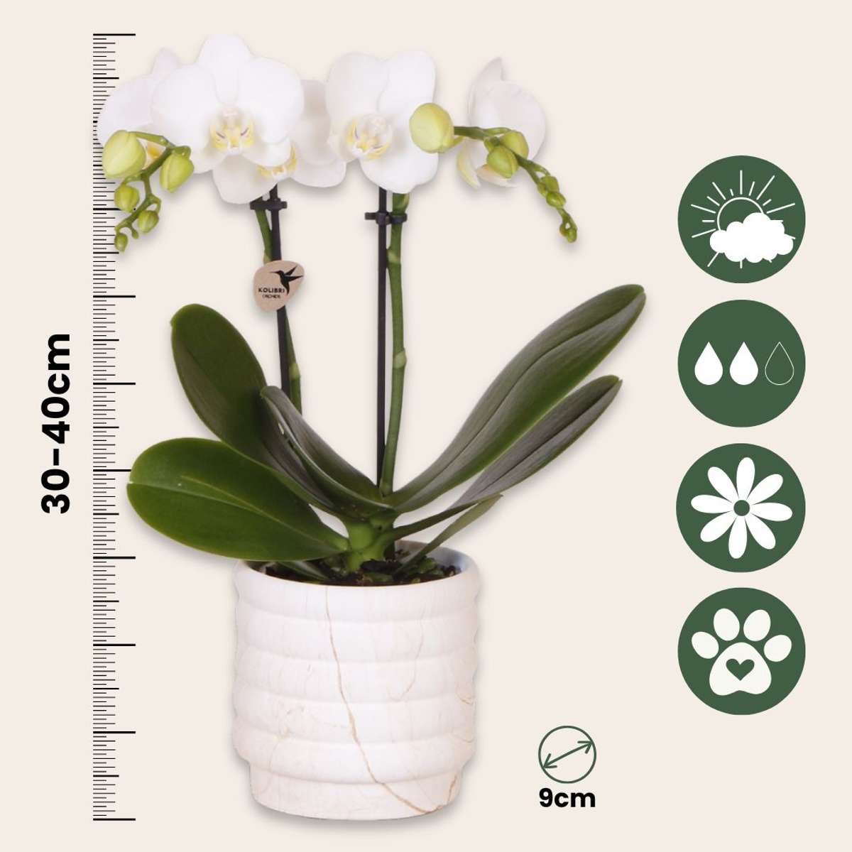 Coffret cadeau orchidée 'Marble S' - Phalaenopsis - Hauteur 30cm