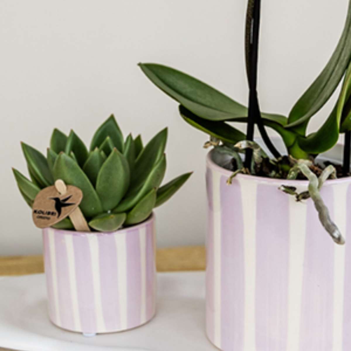 Coffret cadeau orchidée 'Pink S' - Phalaenopsis - Hauteur 30cm