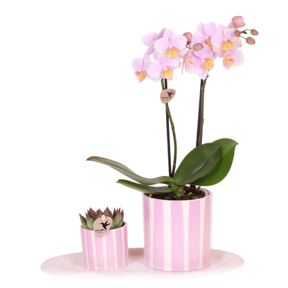Coffret cadeau orchidée 'Pink S' - Phalaenopsis - Hauteur 30cm