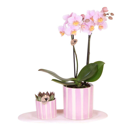 Coffret cadeau orchidée 'Pink S' - Phalaenopsis - Hauteur 30cm