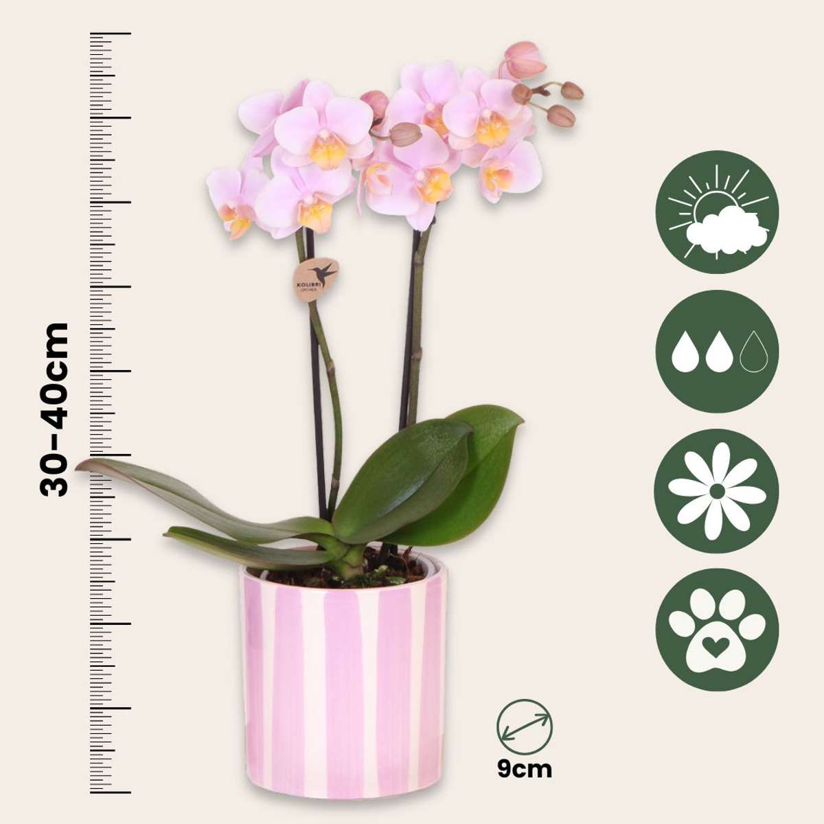 Coffret cadeau orchidée 'Pink S' - Phalaenopsis - Hauteur 30cm