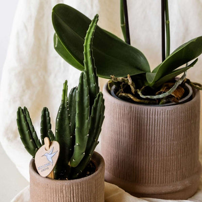 Coffret cadeau orchidée 'Cocktail S' - Phalaenopsis - Hauteur 30cm