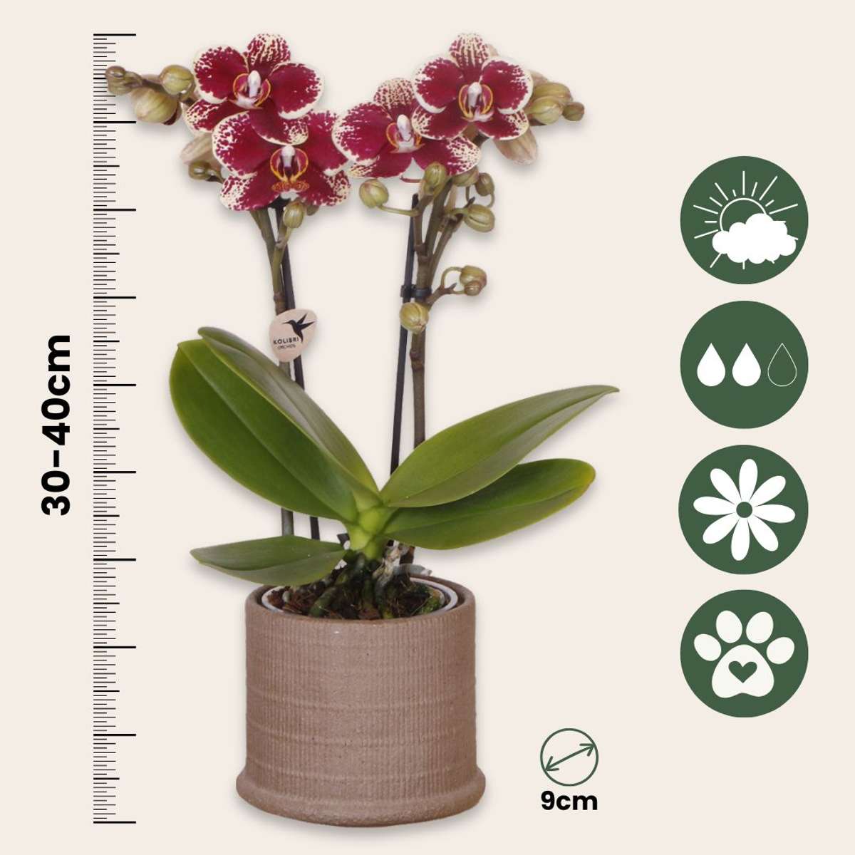 Coffret cadeau orchidée 'Cocktail S' - Phalaenopsis - Hauteur 30cm