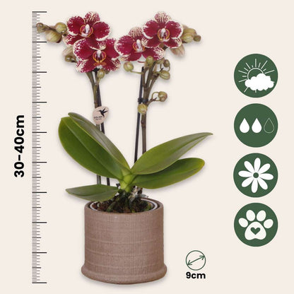 Coffret cadeau orchidée 'Cocktail S' - Phalaenopsis - Hauteur 30cm