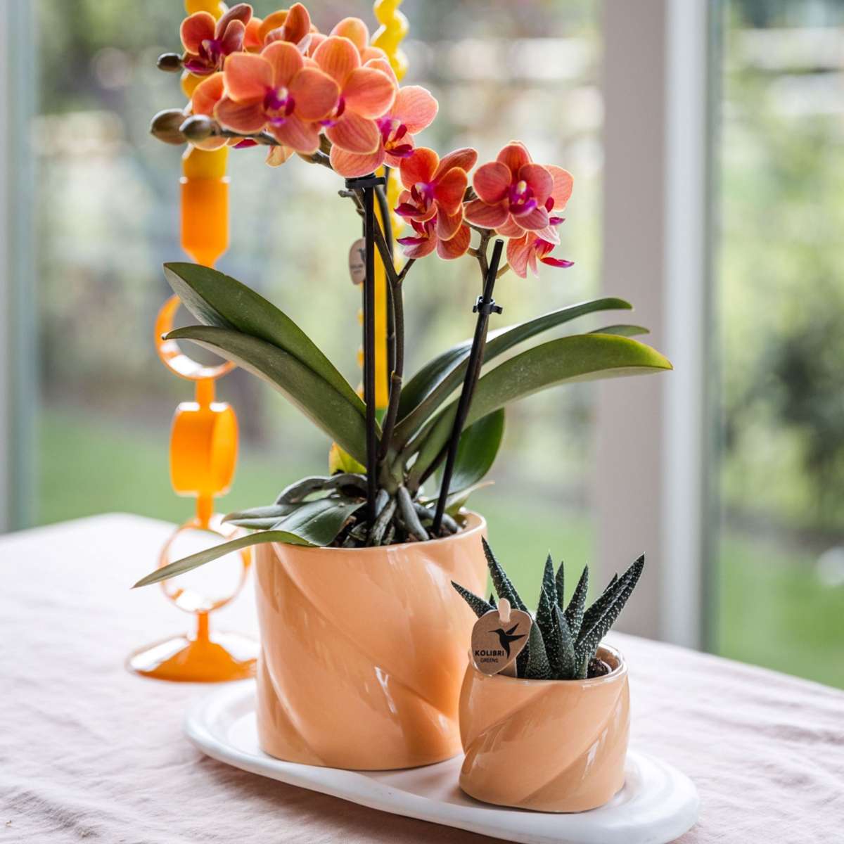 Coffret cadeau orchidée 'Orange S' - Phalaenopsis - Hauteur 30cm