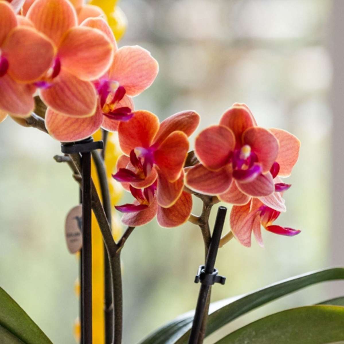 Coffret cadeau orchidée 'Orange S' - Phalaenopsis - Hauteur 30cm