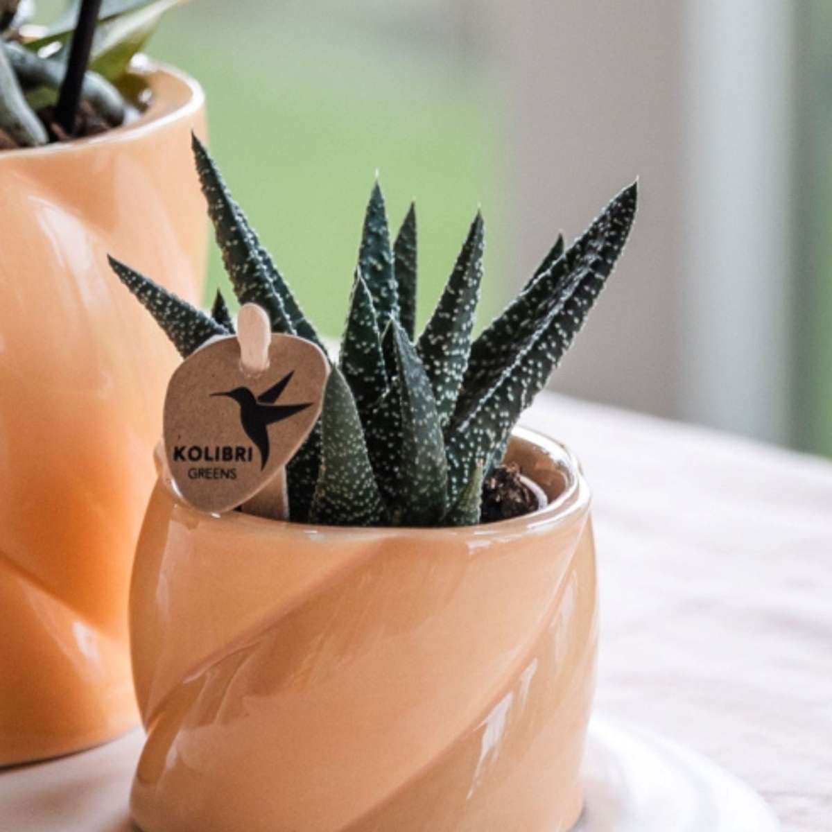 Coffret cadeau orchidée 'Orange S' - Phalaenopsis - Hauteur 30cm