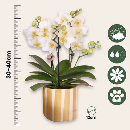 Coffret cadeau orchidée 'Yellow XL' - Phalaenopsis - Hauteur 35cm